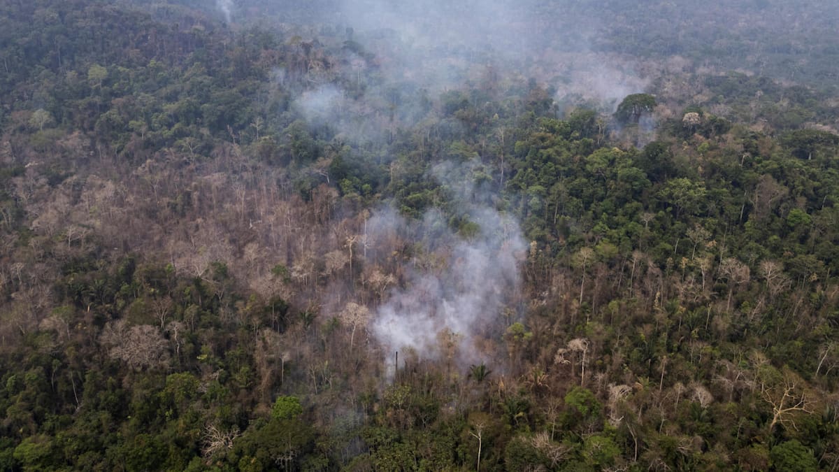 La pérdida de bosques tropicales primarios se duplicó en 2024 por culpa de los incendios. EFE