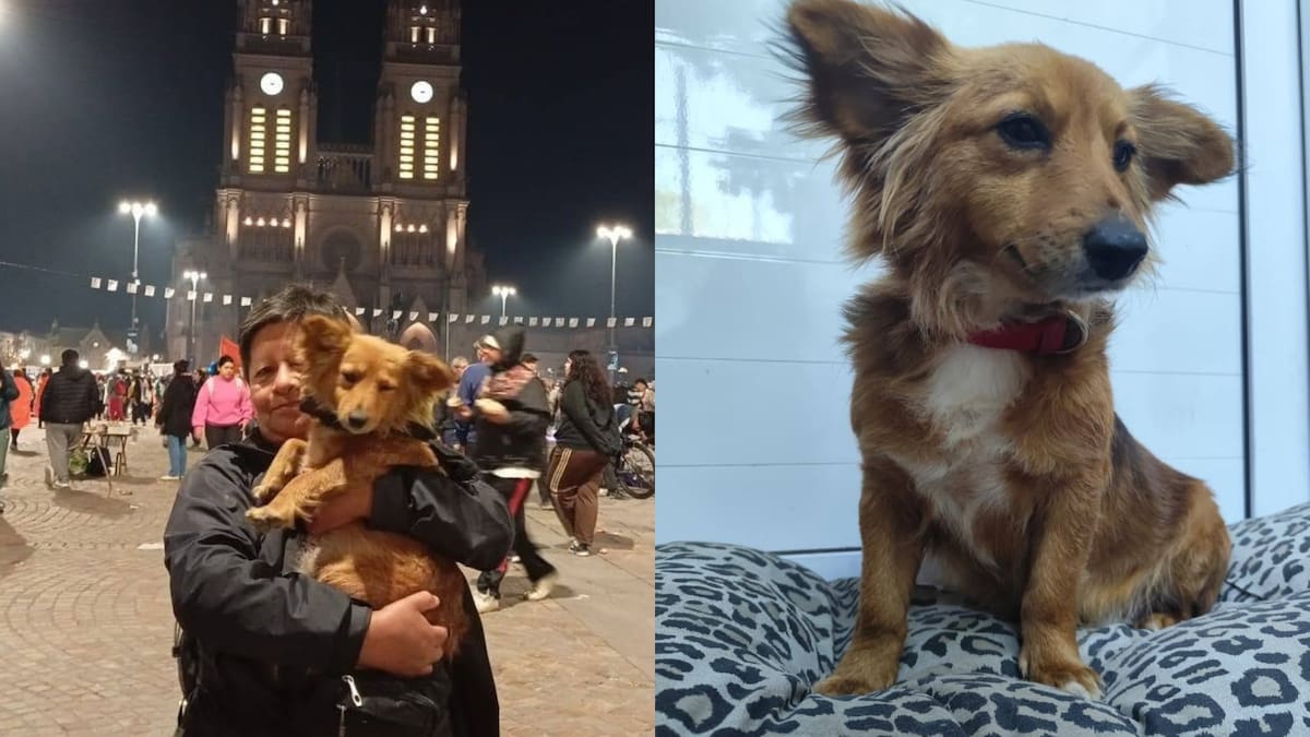“Bienvenida, Luján”: la emotiva historia de la perrita que fue rescatada camino a la Basílica y encontró una familia