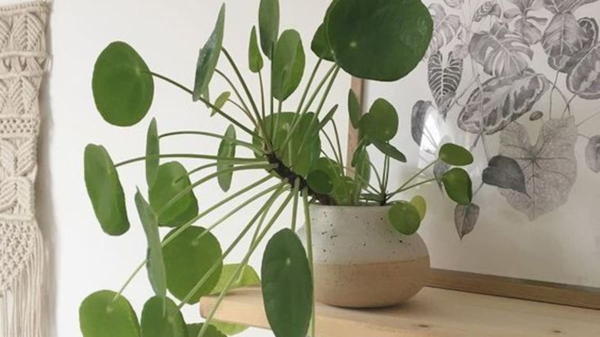 Guía sencilla de la planta china del dinero: cuidados y cómo reproducirla por esquejes de forma fácil