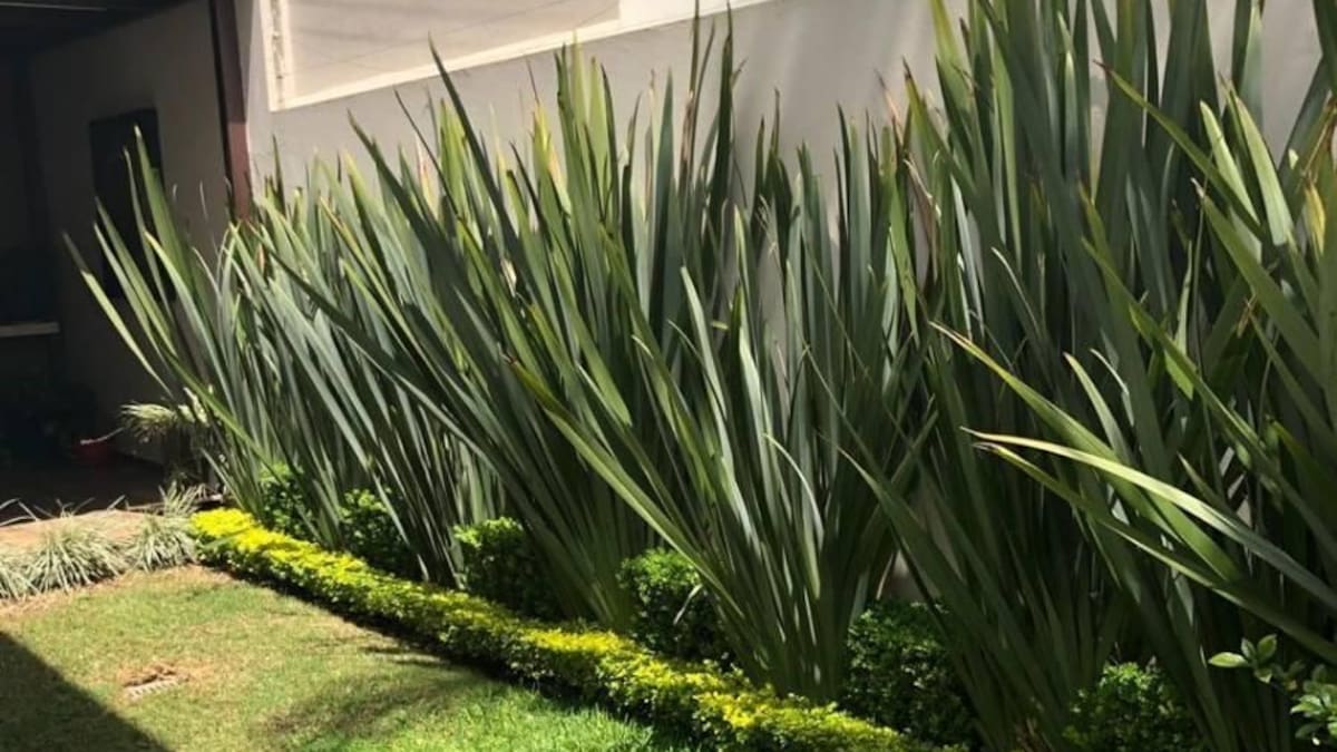 Lino de Nueva Zelanda: guía práctica para detectar y controlar a tiempo las plagas que pueden afectar a la planta