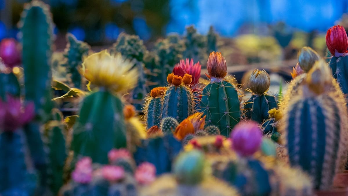 Cactus: 7 especies de fácil cuidado ideales para transformar tu casa con poco esfuerzo