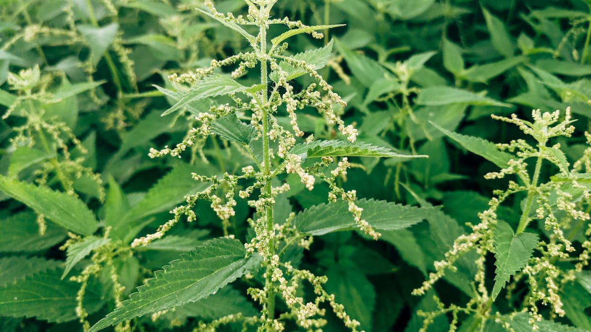 La planta medicinal que reduce el estrés y la migraña. Foto Unsplash.