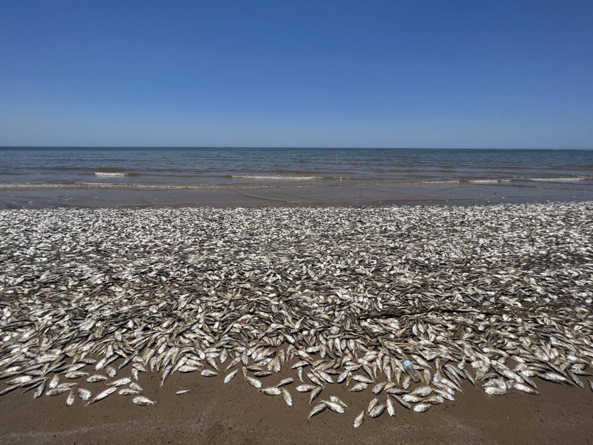 La playa cubierta por muchos peces muertos. Foto: Twitter/AlertaMundial2.