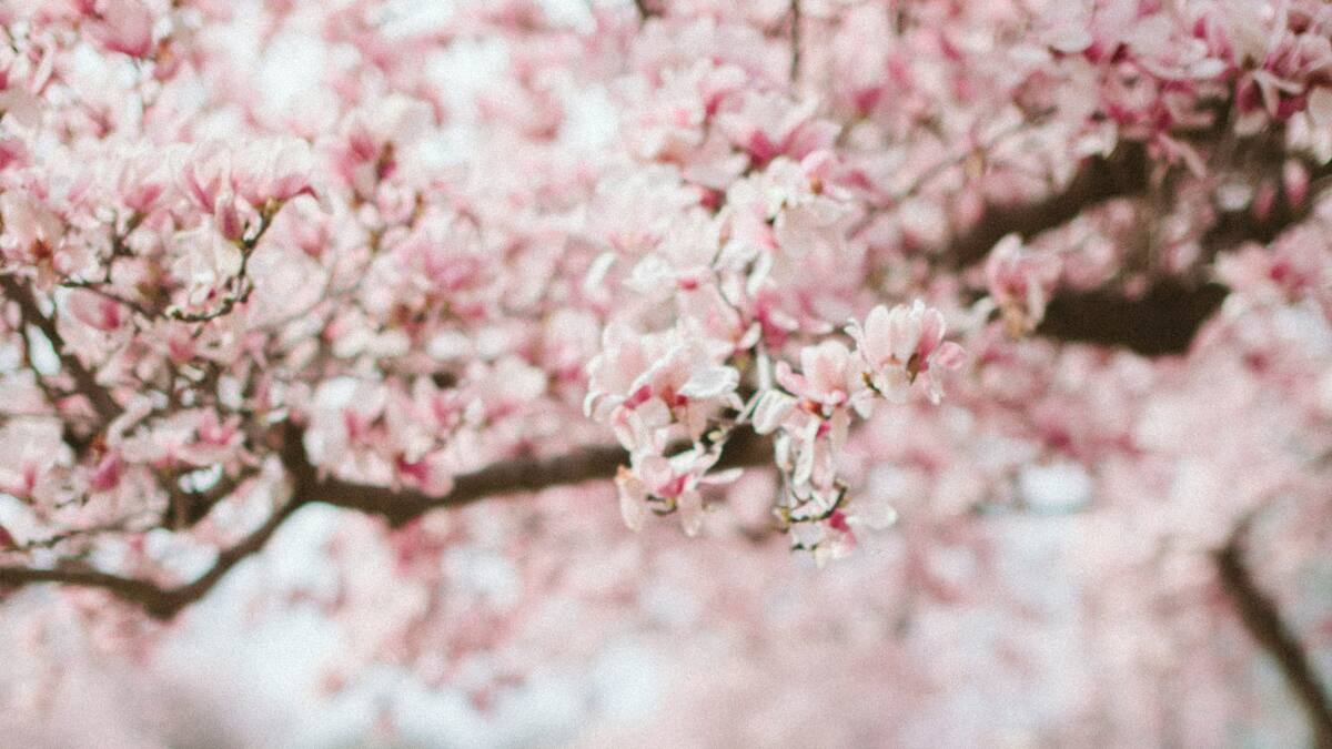 La primavera beneficiará a algunos signos del zodiaco. Foto: Unsplash.