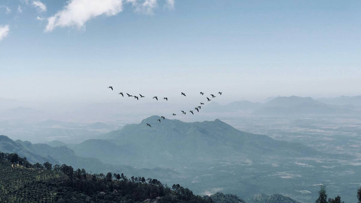 La razón por la cuál los pájaros vuelan en V. Foto: Unsplash.
