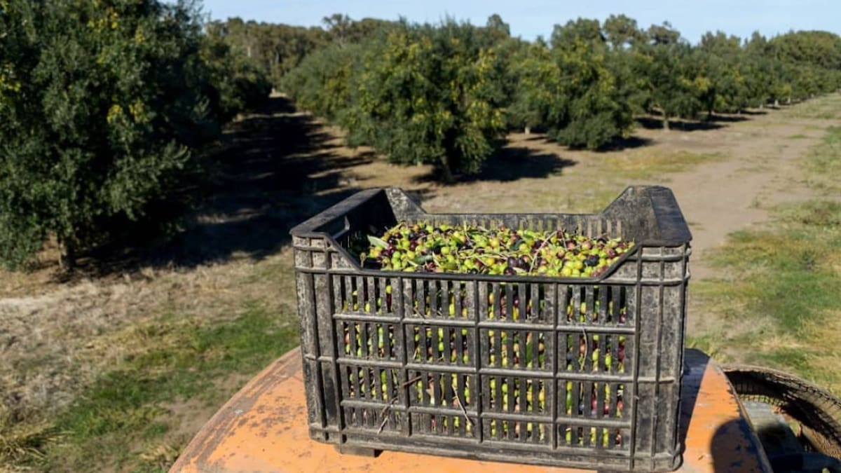La Ruta del Olivo bonaerense, una opción repleta de plantaciones y gastronomía a pocos kilómetros de CABA