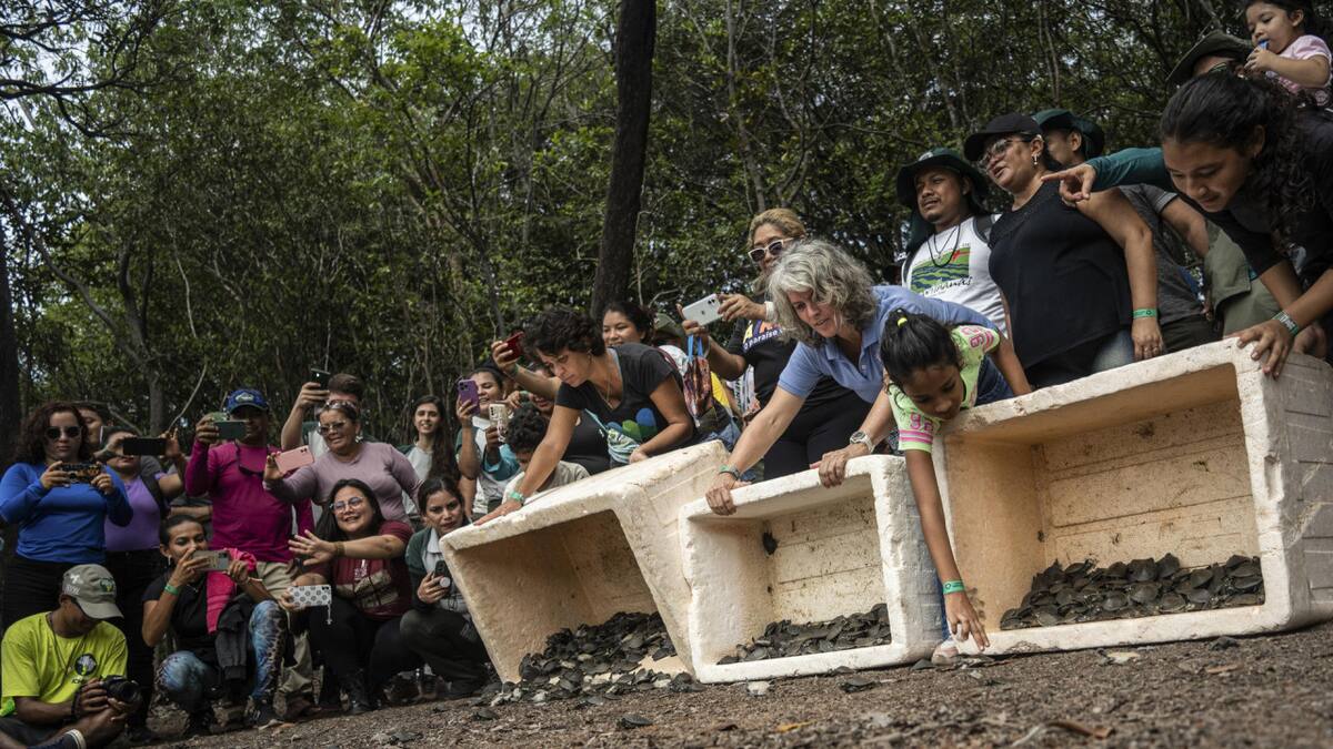 La sequía histórica dificultó el rescate de huevos de tortugas amazónicas. Foto: EFE
