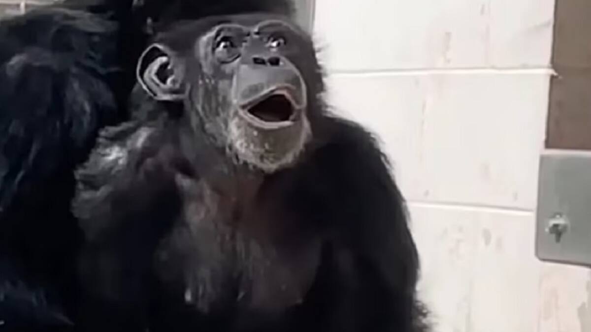 La tierna reacción de una chimpancé que vio el cielo por primera vez en 28 años