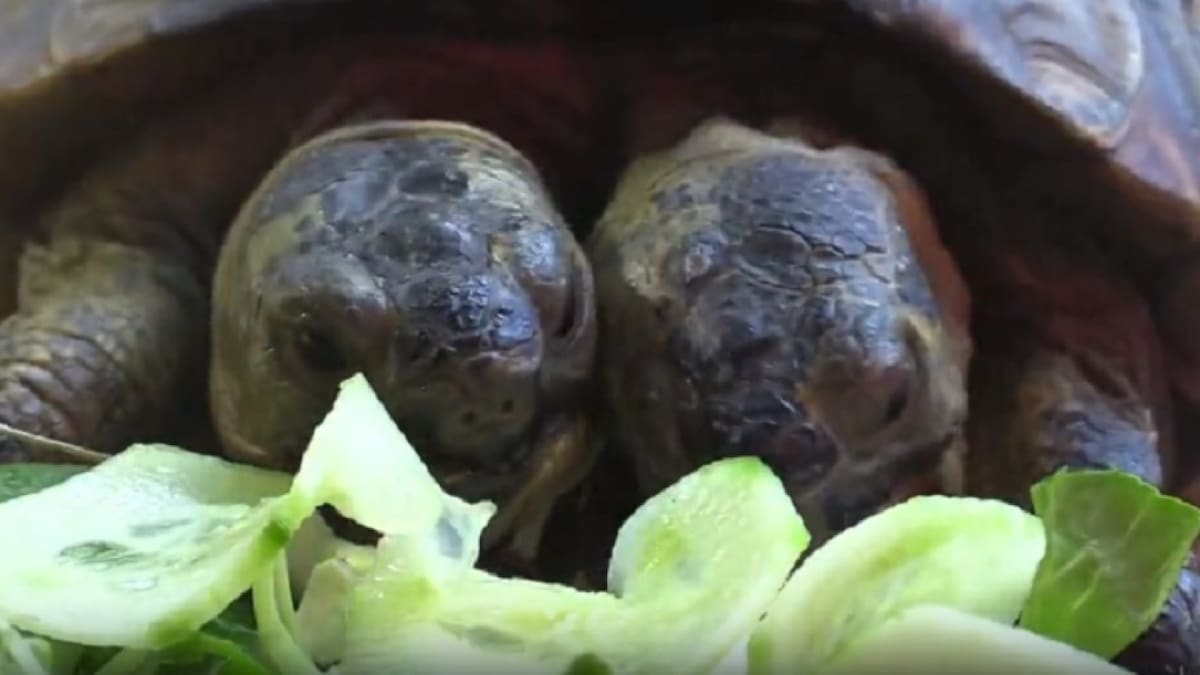 La tortuga de dos cabezas más longeva del mundo cambia de hogar. EFE