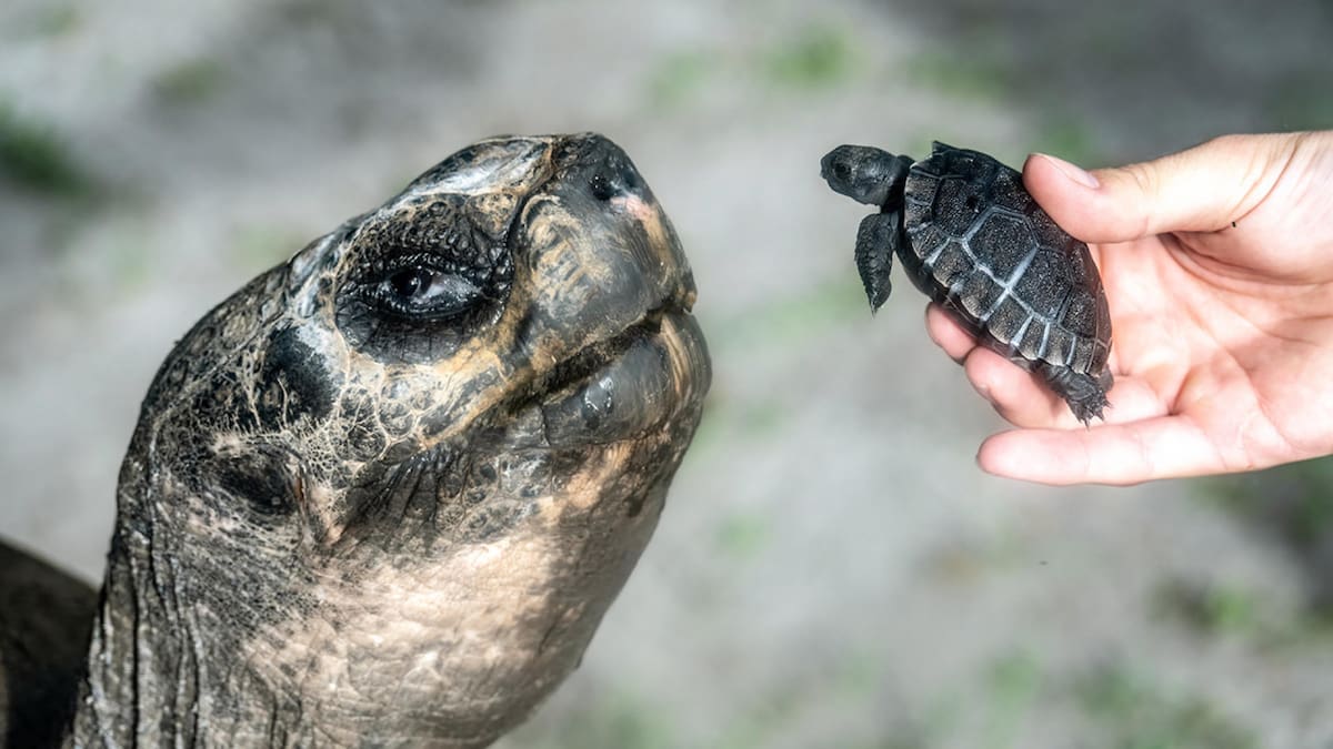 A los 134 años, la tortuga “Goliat” fue padre por primera vez y entró en la historia del Zoológico de Miami