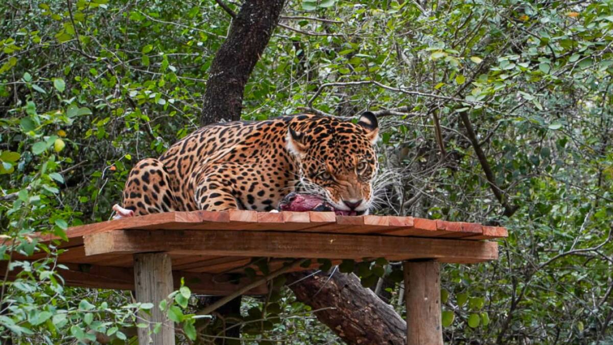La yaguareté Nalá, liberada en el Parque Nacional El Impenetrable. Foto: argentina.org.ar
