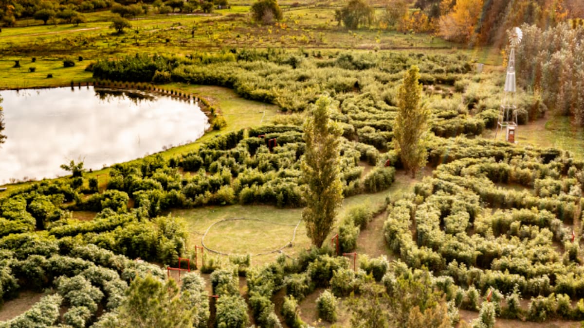 A 90 minutos de CABA: el laberinto de bambú que resguarda una laguna y es ideal para conocer estas vacaciones de invierno