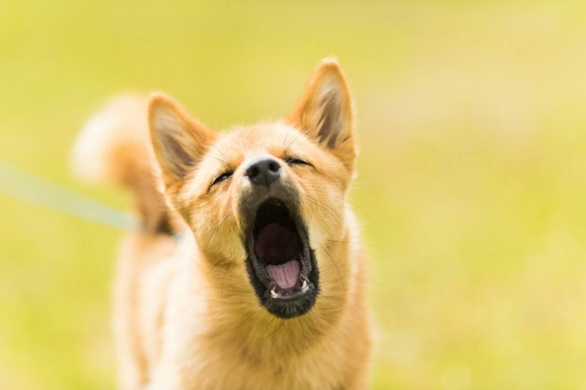Ladrido; perro; mascota. Foto: Unsplash.