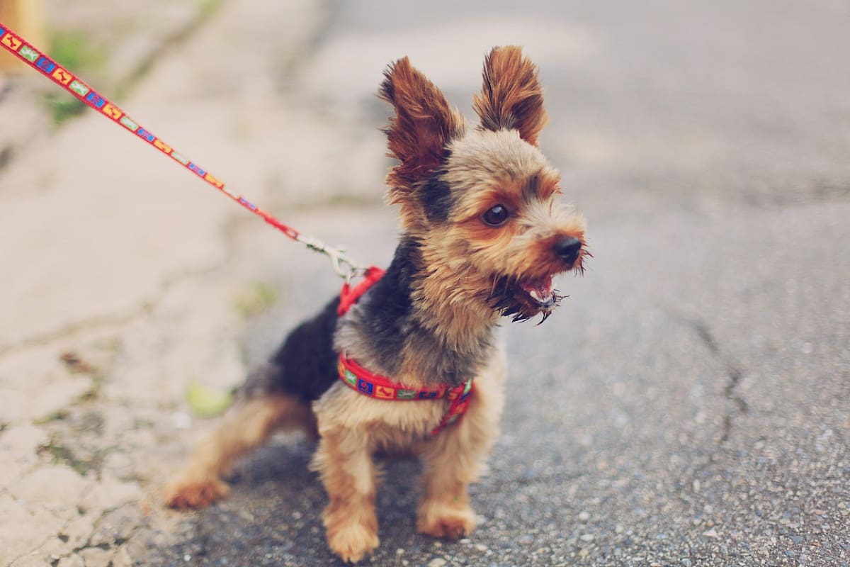 Ladrido; perro; mascota. Foto: Unsplash.