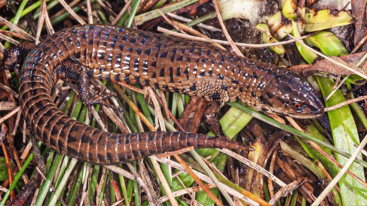 Lagartija peruana. EFE