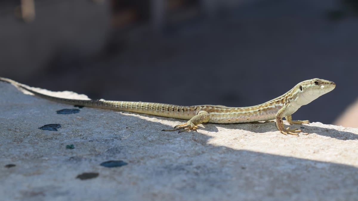 Por qué aparecen lagartijas en una casa y cuál es su significado