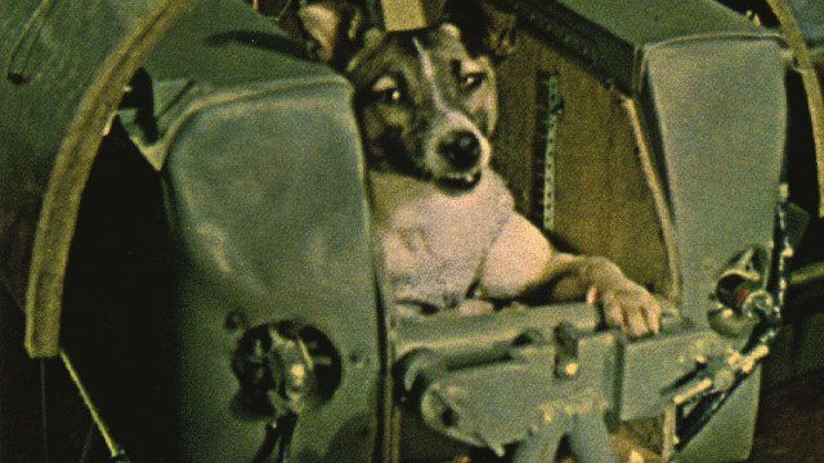 Laika, la astronauta de cuatro patas. Foto: X, laikacoinerc.