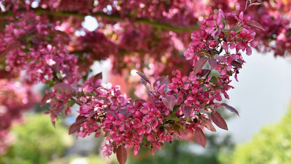 El árbol que florece sin hojas, se destaca por su resistencia y llena de color las calles de Buenos Aires