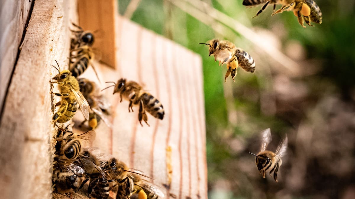 Las abejas proporcionan alimentos de alta calidad. Unsplash.