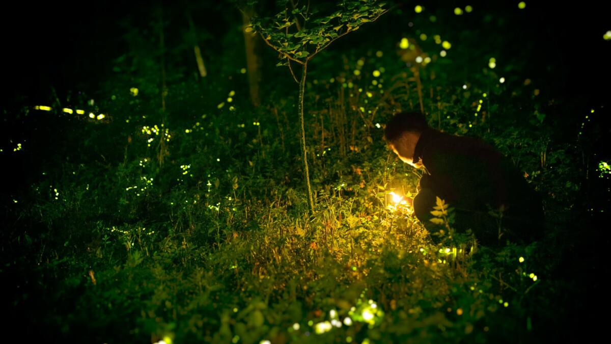 ¿Cómo brillan las luciérnagas?. Foto Unsplash.