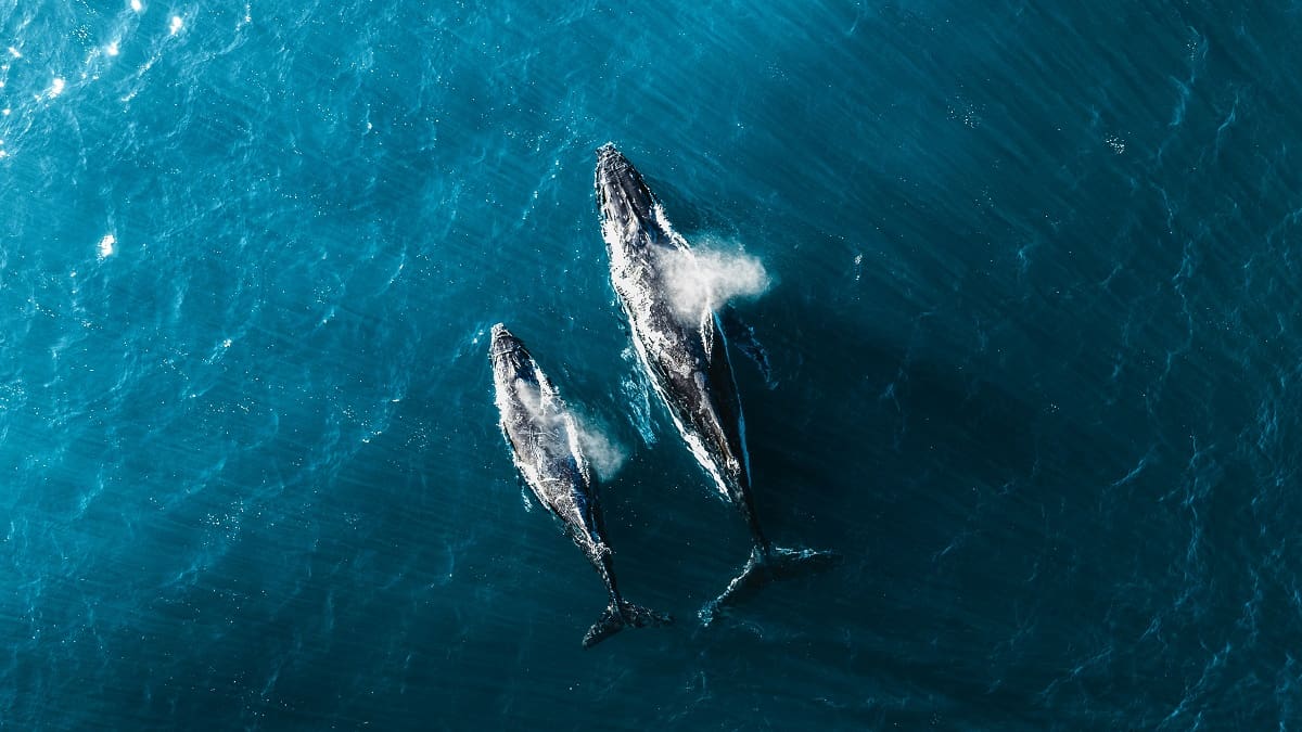 El “bosque del océano”: así las ballenas eliminan dioxido de carbono y ayudan a combatir el cambio climático