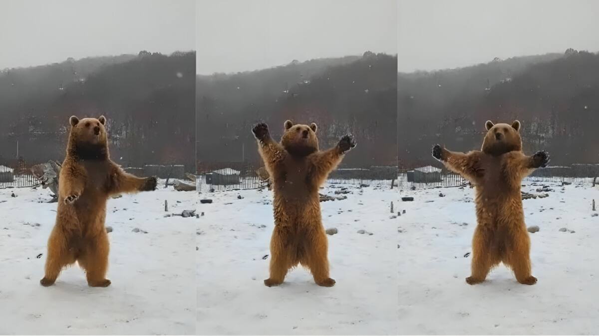 Las imágenes del oso fueron tomadas el sábado 27 de enero. Foto: Captura de pantalla.