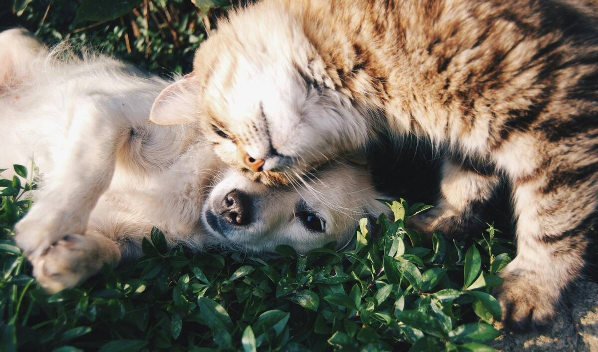 Perro y gato. Foto: Pexels.