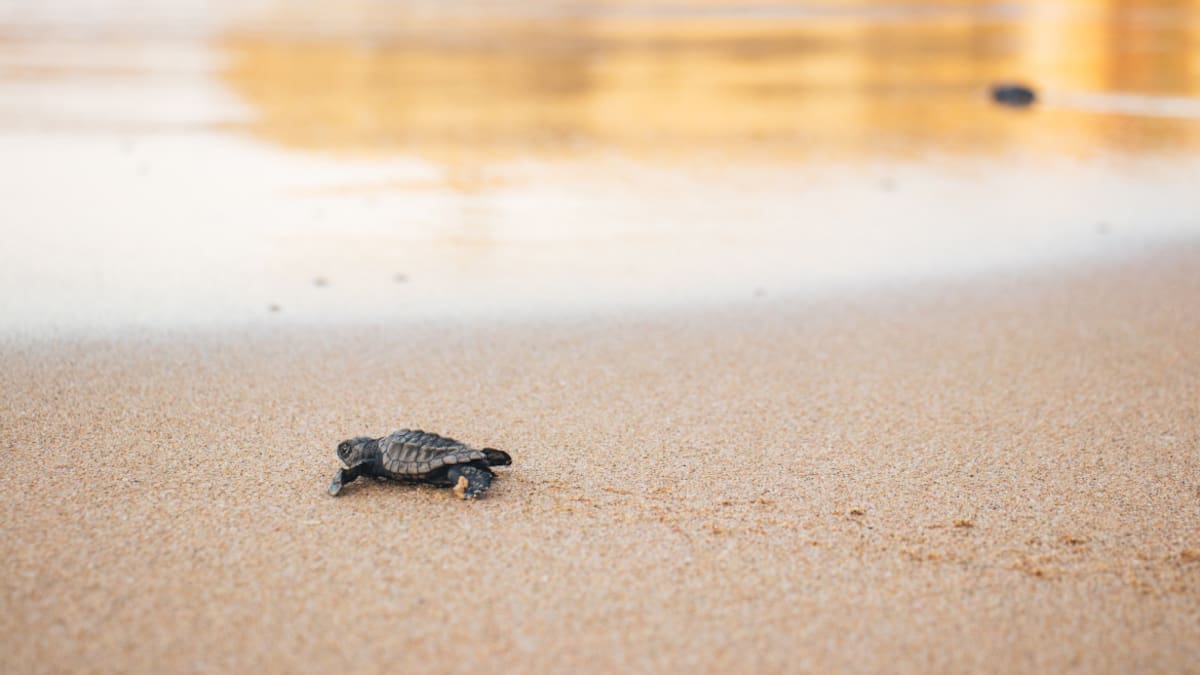 Las tortugas en peligro de extinción invaden las playas del Pacífico de Nicaragua. Foto: Unsplash