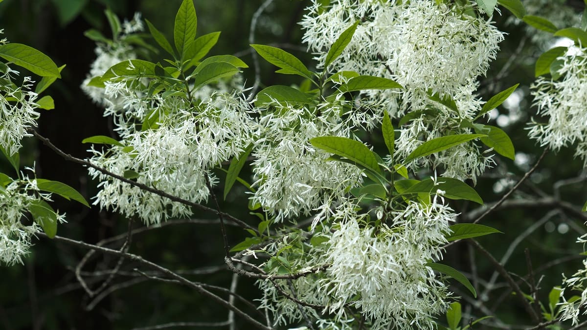 Laurel de nieve.