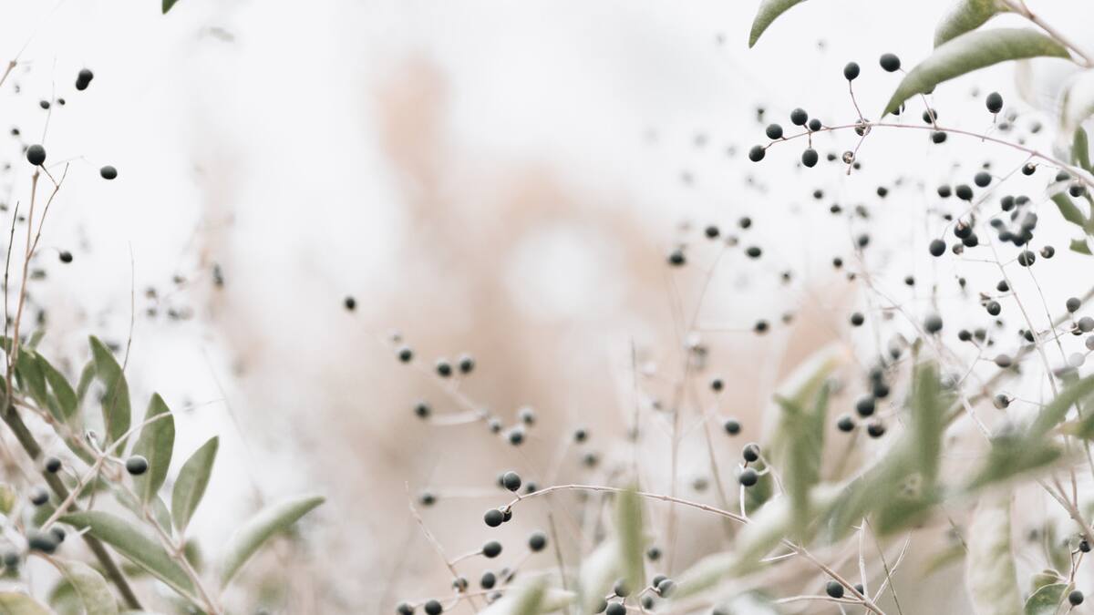 Laurel. Foto: Unsplash