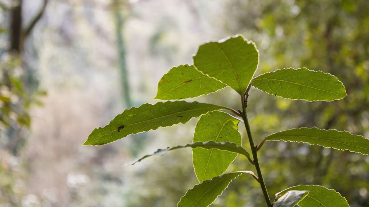 El árbol aromático ideal para terrazas y balcones pequeños: es compacto, elegante y fácil de cuidar en maceta