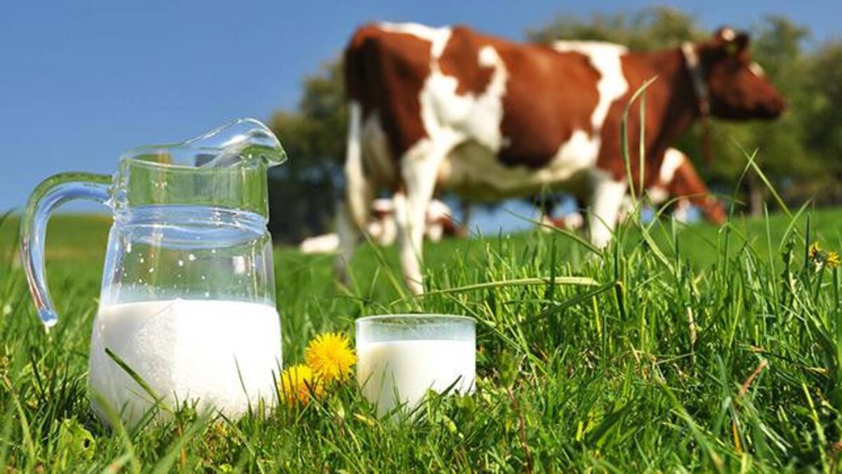Leche de vaca