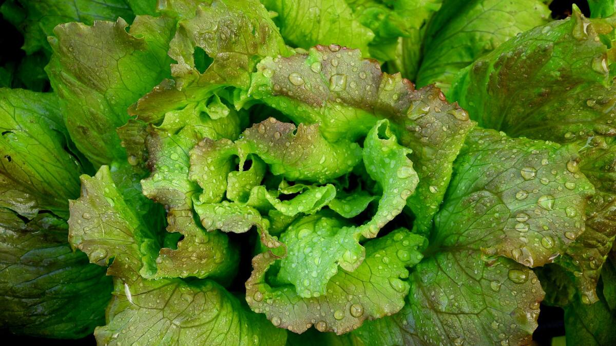 La forma correcta de lavar la lechuga. Foto: Unsplash