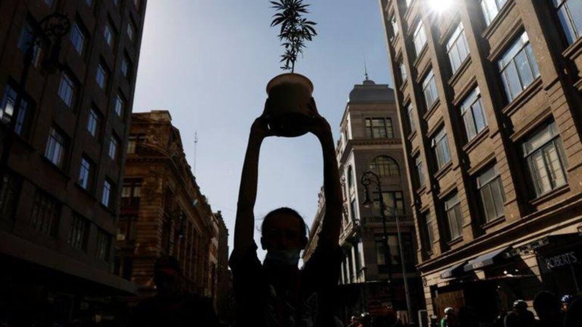 Legalización del uso recreativo de la marihuana en México, REUTERS