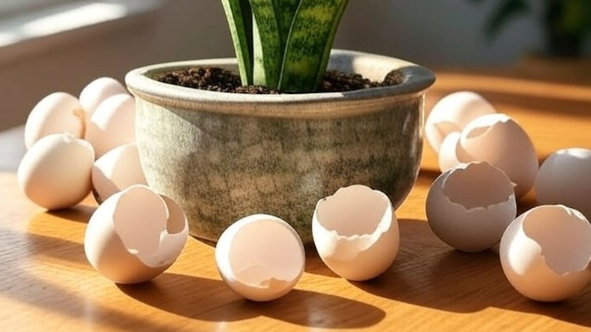 Cáscaras de huevo y café: cómo aplicar la fórmula secreta que recomiendan los expertos en jardinería para cuidar las plantas