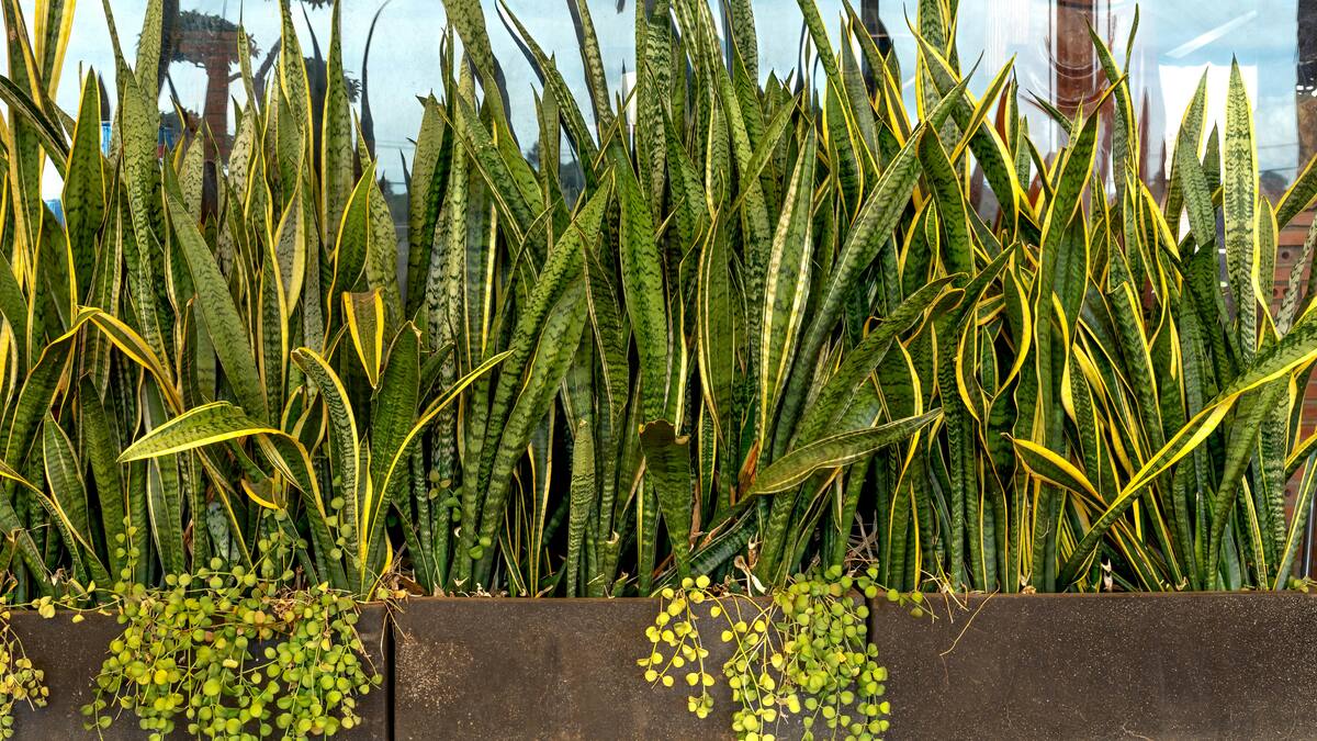 Lengua de suegra, planta.