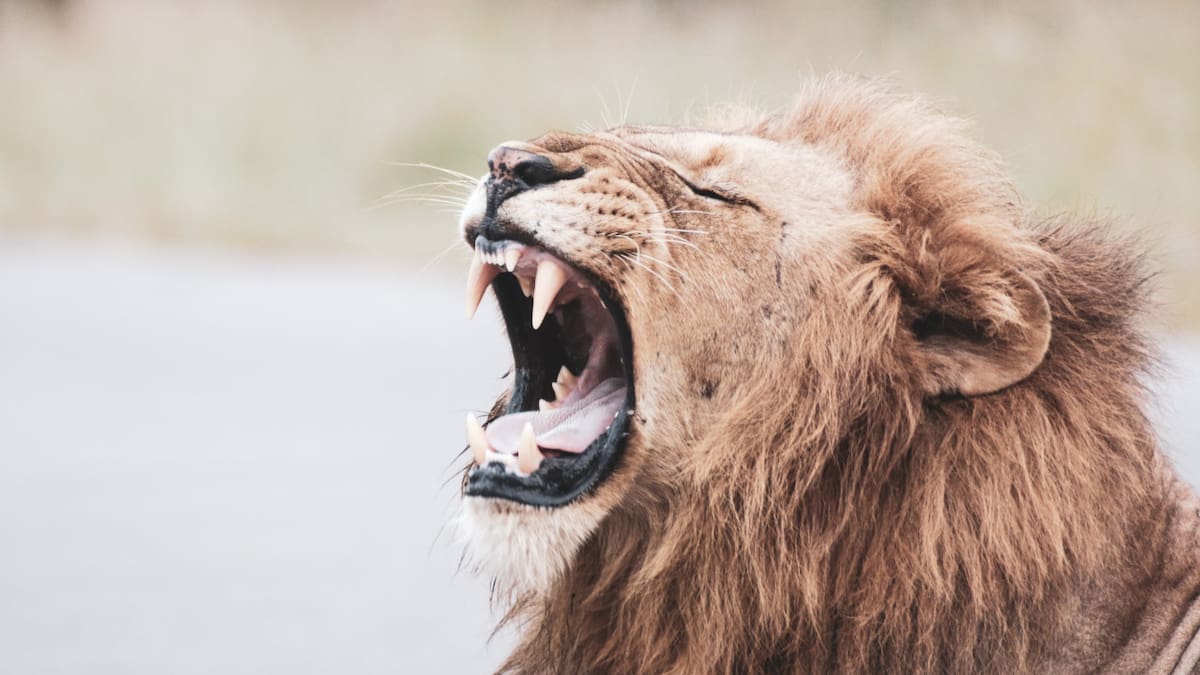 León. Foto: Unsplash.