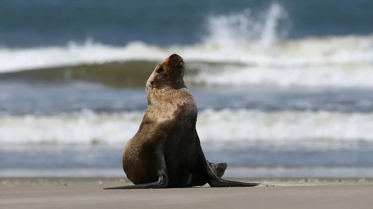 León marino. Foto: Reuters.