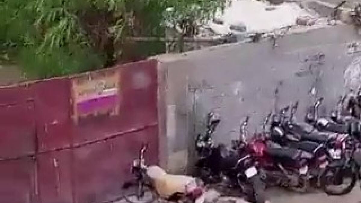 León suelto en Karachi, Pakistán. Foto: Captura de video