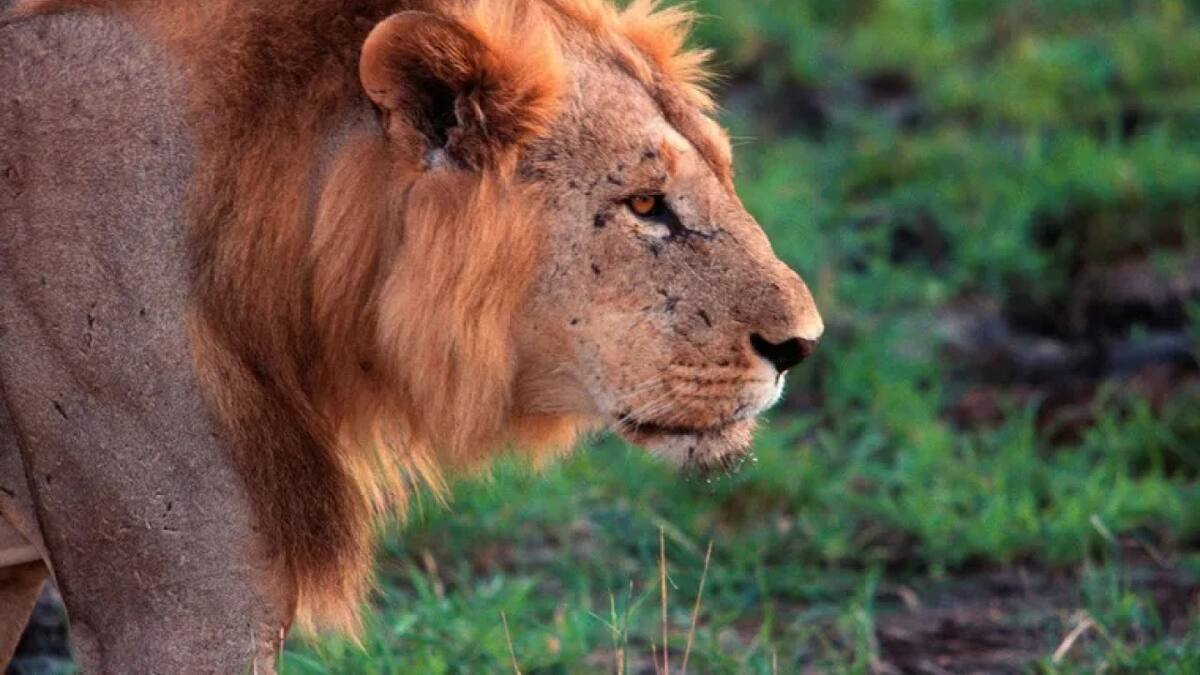 Leones de Kenia. Fuente: x /@NatGeo_la