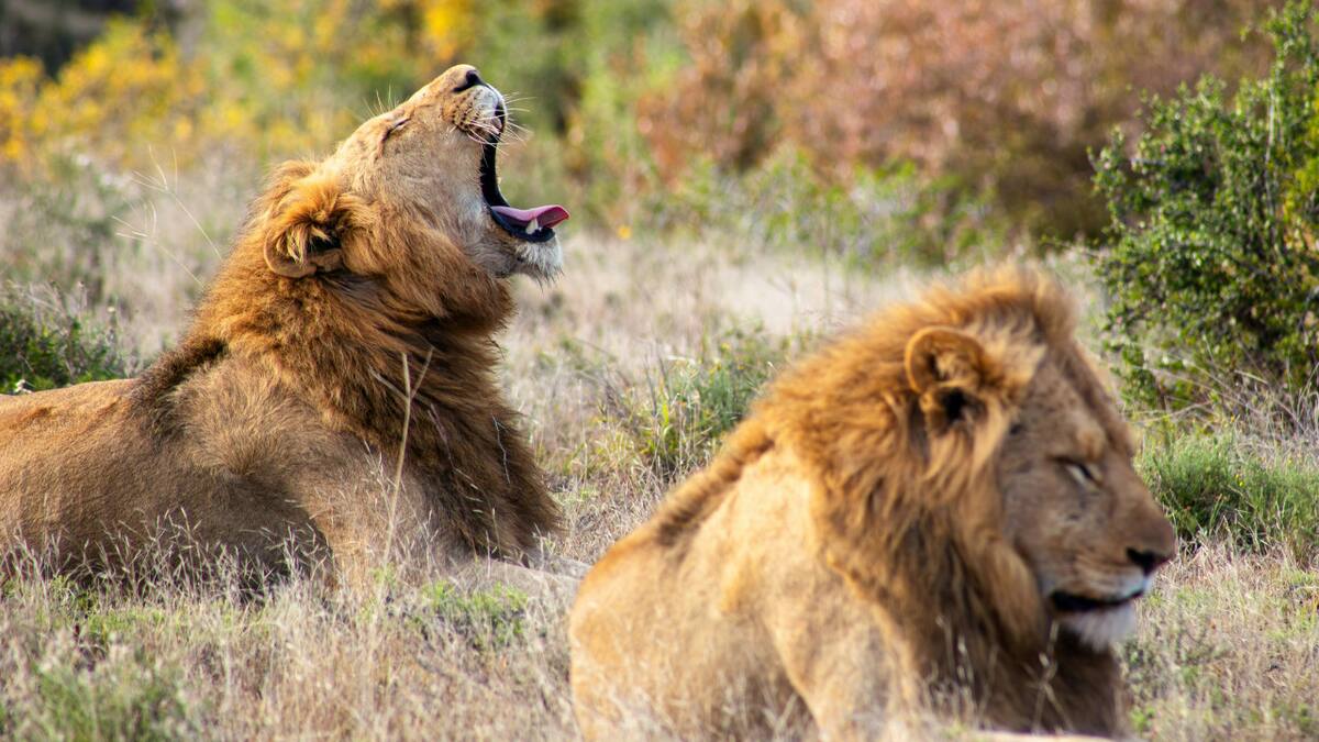 Encuentran a tres leones decapitados y con las patas cortadas. Foto: Unsplash