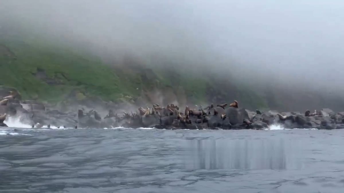 Leones marinos huyen del terremoto