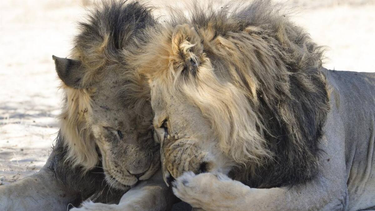 Leones, reino animal