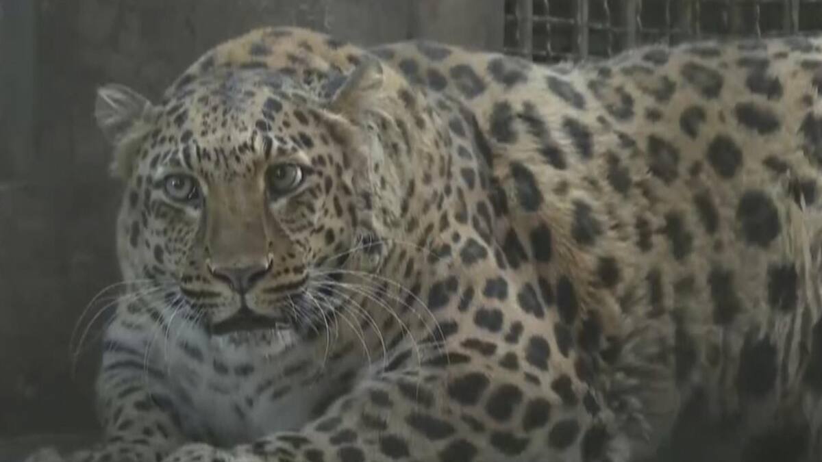 Leopardo con sobrepeso. Foto: EFE.
