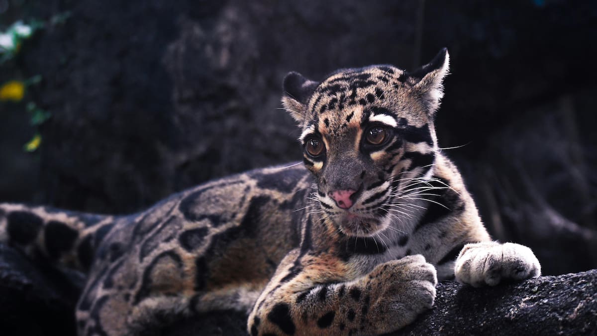Esperanza en la selva asiática: graban a uno de los animales más raros y amenazados del mundo