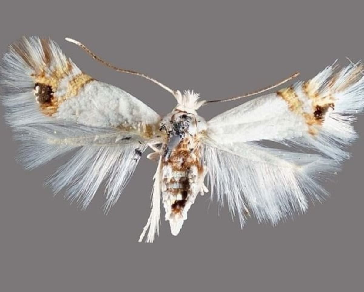 Leucoptera sinuella. Foto: Instagram @inta.argentina.