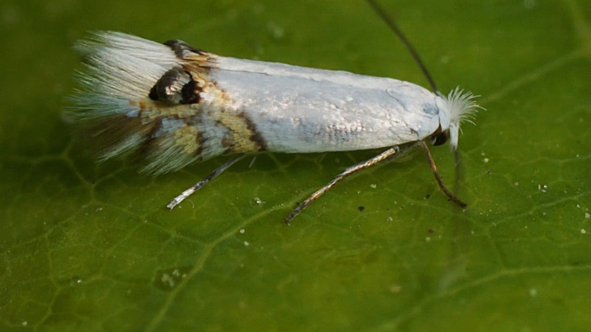 Leucoptera sinuella. Foto: Twitter.