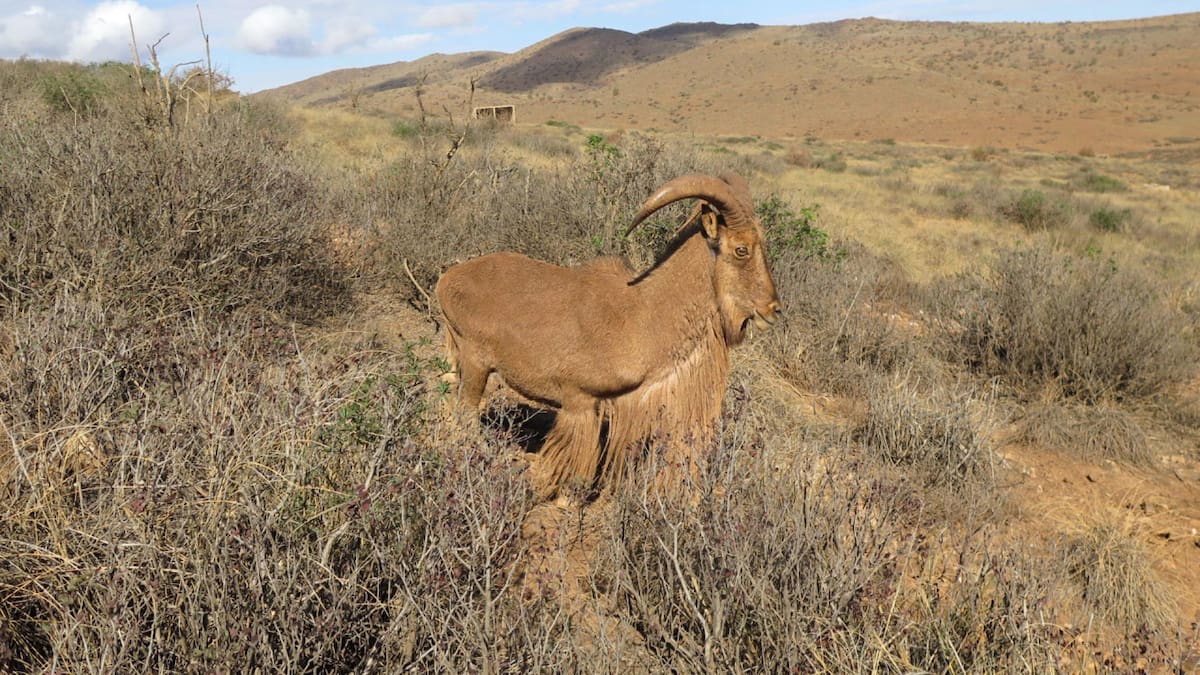 Liberación de animales en una zona protegida de Marruecos. Foto: EFE/ Fatima Zohra Bouaziz.