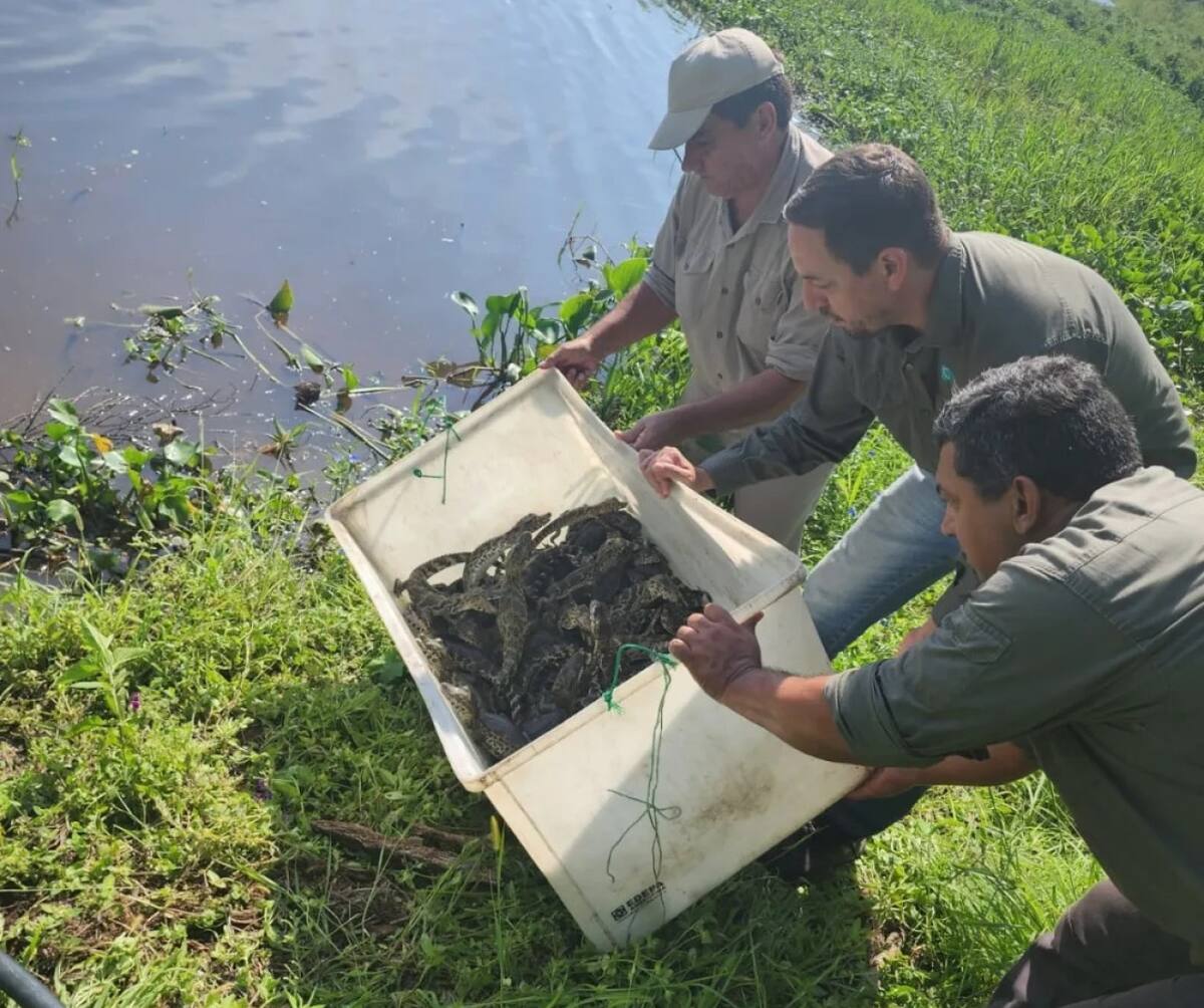 Liberación de yacarés. Foto: Agenfor.