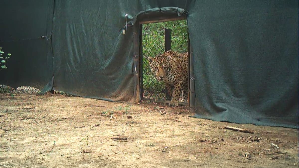 Liberaron a "Miní" en El Impenetrable, una yaguareté silvestre proveniente de Iberá. Foto: argentina.gob.ar